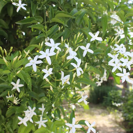 La Lanterna Delle Fate Oda ve Kahvaltı 3*