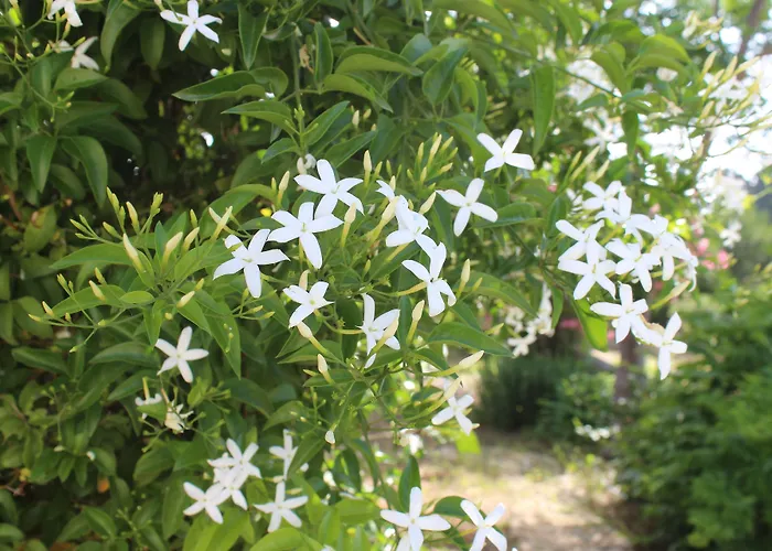 La Lanterna Delle Fate Oda ve Kahvaltı 3*